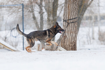 A German Shepherd is being trained. The puppy is playing  in winter 