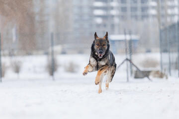 A German Shepherd is being trained. The puppy is playing  in winter 