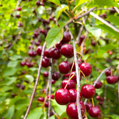 Sauerkirschen, Prunus cerasus, in einer Nahaufnahme