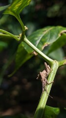 lizard on a leaf
