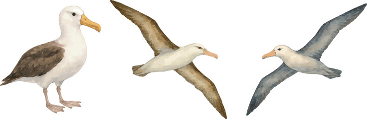 Collection of watercolor painted illustrations of albatross bird