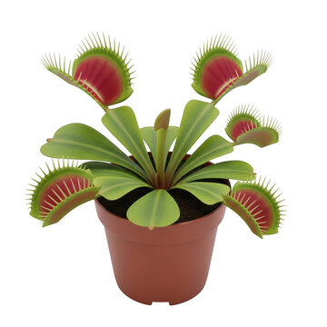 Vibrant venus flytrap plant in terracotta pot captivating insectivore flora up close transparent background
