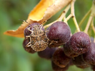 small beetle on aronia fruit