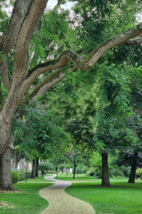 Serene Pathway Through Lush Green Park with Majestic Trees