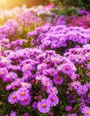 A vibrant display of purple aster flowers in a garden setting, showcasing the profusion of blossoms and their rich hues.