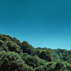 Obraz premium Lush Forest Canopy Under a Serene Blue Sky Creates a Peaceful View