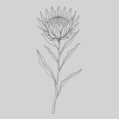 Minimalist Protea Line Drawing Artwork