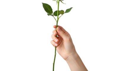 Hand holding a single green rose stem with leaves, isolated on transparent background, symbolizing love, beauty, and a romantic gesture for valentines day or wedding celebrations