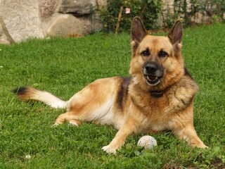 Fototapeta premium German Shepherd dog lying relaxed on green grass in backyard setting with stone wall background. Calm and peaceful pose showing this loyal breed enjoying outdoor leisure time. Perfect for pet care, fa