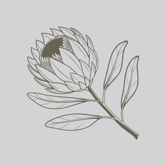 Protea Blossom Botanical Illustration Art
