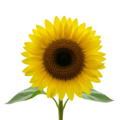 Obraz premium Radiant Sunflower in Bloom – Symbol of Joy, Resilience, and Natural Radiance