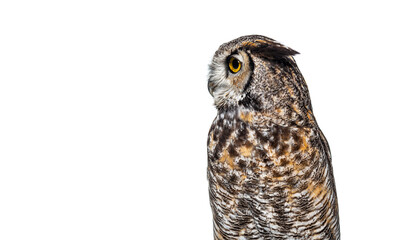 Great horned owl, Bubo virginianus saturatus,  turning its head and looking intensely on a...