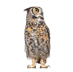 great horned owl, Bubo virginianus saturatus, or tiger owl, standing, turning its head and looking...