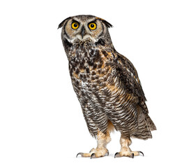 Great horned owl, bubo virginianus, or, tiger owl standing still and looking up isolated on white
