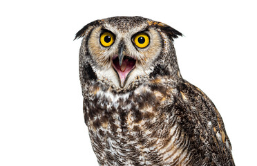 Naklejka premium Head shot of a Expressive and angry owl bird, isolated on white