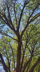 TTS
Tree Trunks and Green Leaves