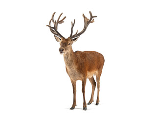 Obraz premium Red deer stag standing on white background
