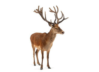 Red deer stag standing on white background