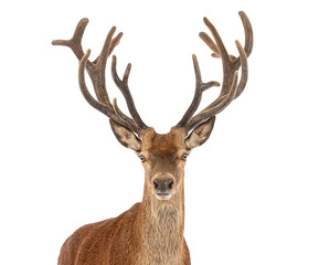 Majestic red deer stag posing with large antlers on white background