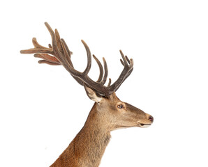Red deer stag showing antlers on white background