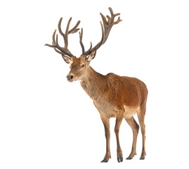Obraz premium Red deer stag, Cervus elaphus, with large antlers walking on a white background