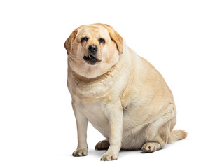Overweight fat labrador retriever dog sitting and panting, isolated on white background