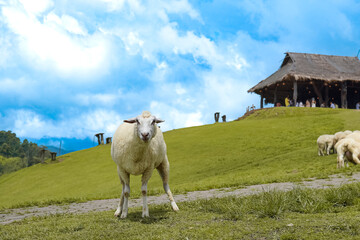 Sheep standing on green mountain pasture near wooden hut under blue sky with clouds. Rural...