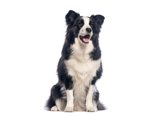Border collie dog sitting and panting on white background