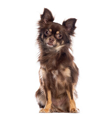 Long haired chihuahua sitting and wondering on white background