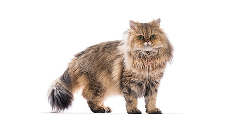 Persian cat standing and looking forward on the camera on white background