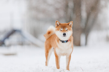Dog breed Shiba inu in in winter