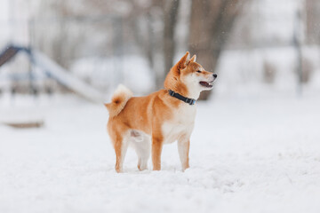 Dog breed Shiba inu in in winter