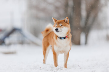Dog breed Shiba inu in in winter