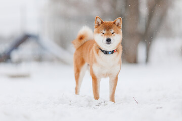 Dog breed Shiba inu in in winter