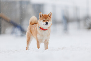 Dog breed Shiba inu in in winter