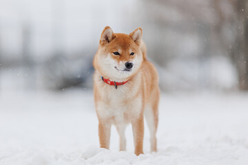 Dog breed Shiba inu in in winter