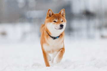 Dog breed Shiba inu in in winter