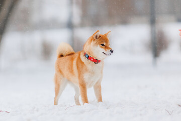 Dog breed Shiba inu in in winter