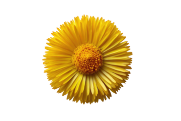 Bright yellow flower, centered on black background