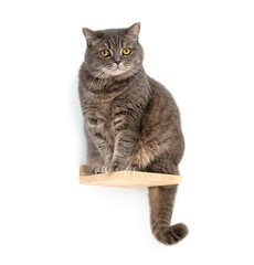 British shorthair cat sitting on wooden shelf on white background