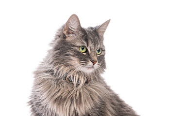Fototapeta premium Fluffy grey Norvegian cat wearing collar and looking away on white background