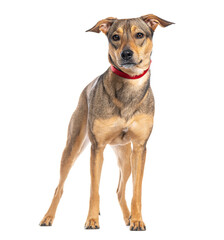 Obraz premium Crossbreed dog standing and wearing a red collar