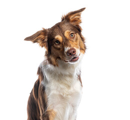 Curious border collie dog tilting head on white background
