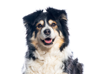 Fototapeta premium Border collie dog smiling on white background