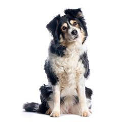 Border collie dog sitting and tilting its head on white background