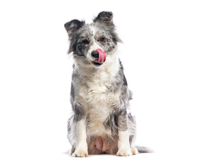 Border collie dog sitting and licking its nose on white background