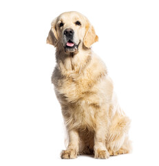 Obraz premium Golden retriever sitting and panting on white background