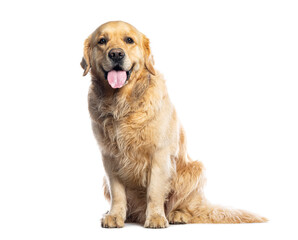 Golden retriever sitting and panting on white background