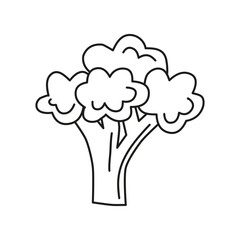 Cute hand drawn outline broccoli icon isolated on white background. Vegan high protein.