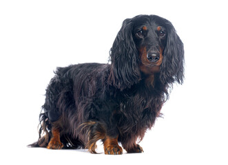 Longhaired dachshund standing on white background